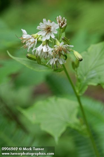 Prenanthes alata