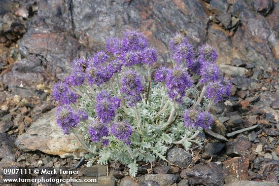 Phacelia sericea