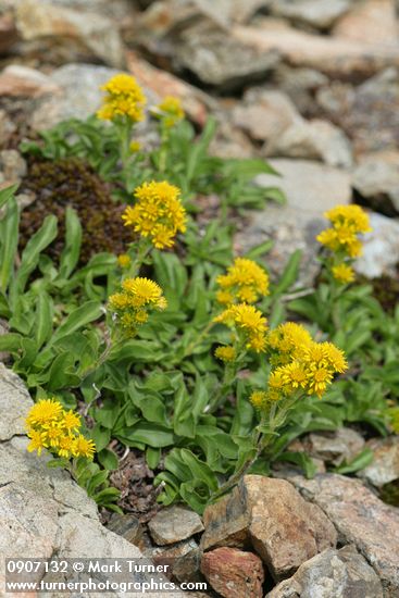 Solidago multiradiata