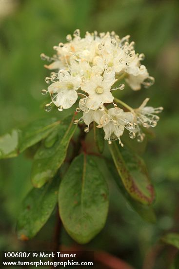 Rhododendron columbianum (Ledum glandulosum)