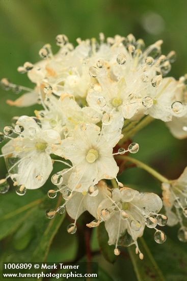 Rhododendron columbianum (Ledum glandulosum)