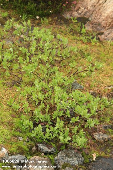 Salix barclayi