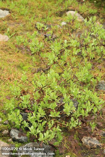 Salix barclayi