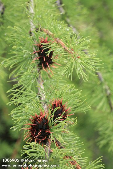 Larix lyallii