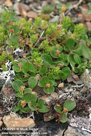 Salix nivalis