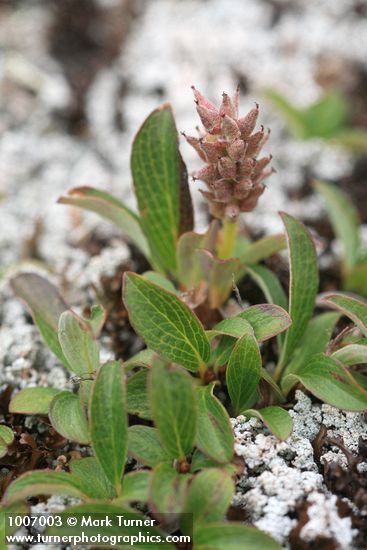 Salix cascadensis