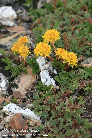 Sedum lanceolatum; Salix nivalis; Sibbaldia procumbens