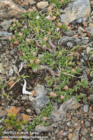 Salix cascadensis