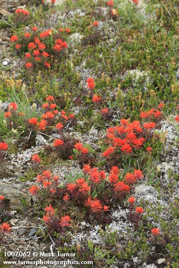 Castilleja rupicola; Phyllodoce empetriformis