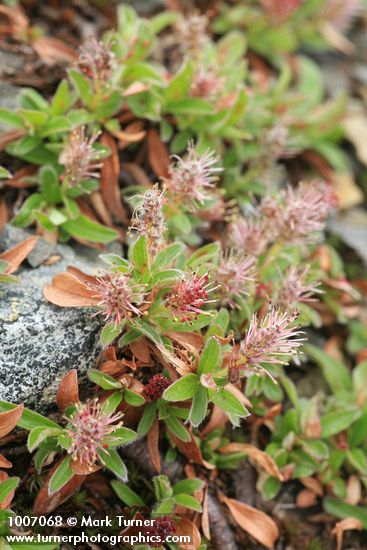 Salix cascadensis