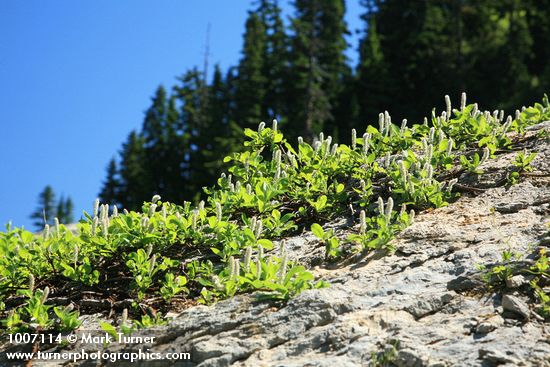 Salix arctica