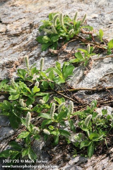 Salix arctica