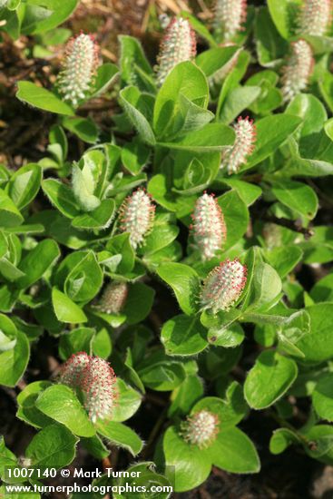 Salix arctica