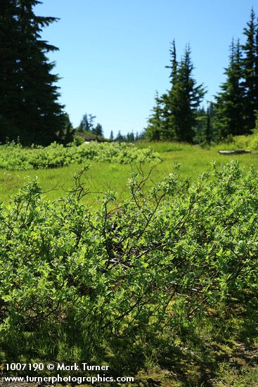 Salix glauca