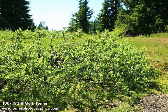 Salix glauca