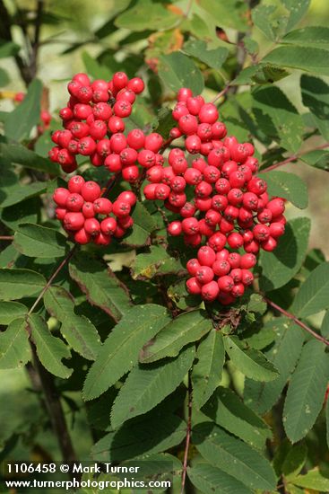 Sorbus scopulina var. scopulina