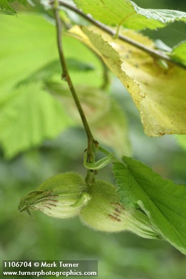 Corylus cornuta