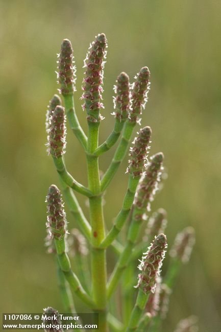 Sarcocornia perennis