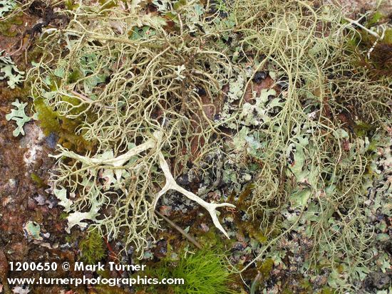 Usnea filipendula; Evernia prunastri