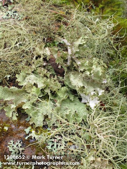 Platismatia glauca; Usnea sp.