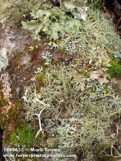 Usnea sp.; Platismatia glauca; Evernia prunastri; Parmelia sulcata; Dicranum fuscescens