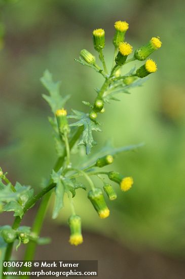 Senecio vulgaris