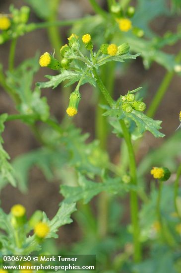 Senecio vulgaris