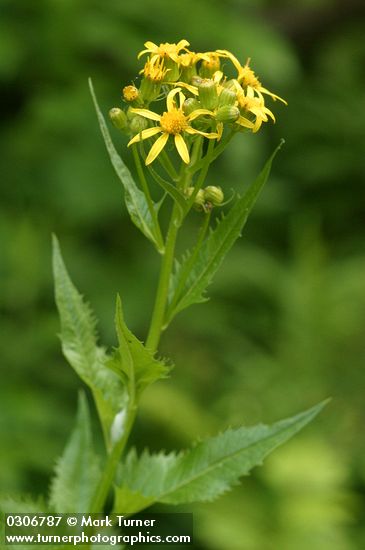 Senecio triangularis