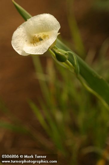 Calochortus subalpinus