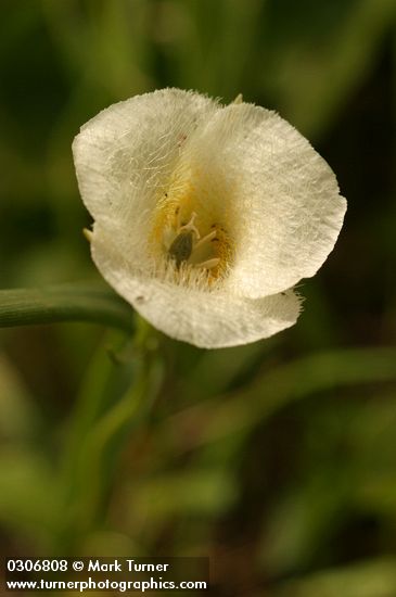 Calochortus subalpinus