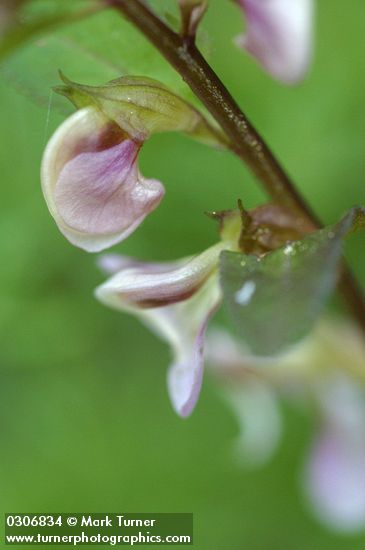 Pedicularis racemosa