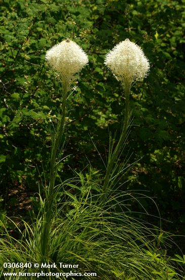 Xerophyllum tenax