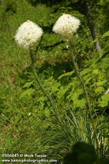 Xerophyllum tenax