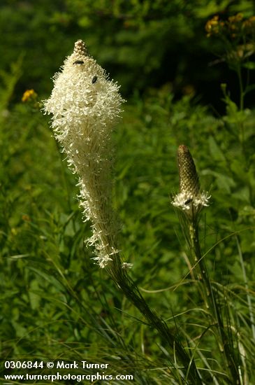 Xerophyllum tenax