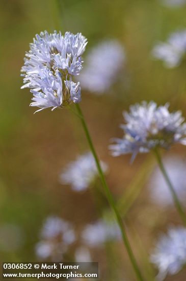 Gilia capitata