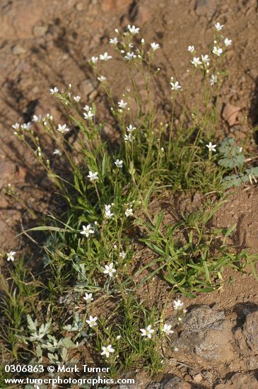 Arenaria capillaris