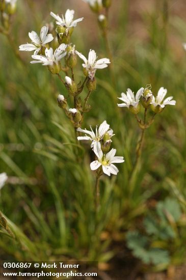 Arenaria capillaris