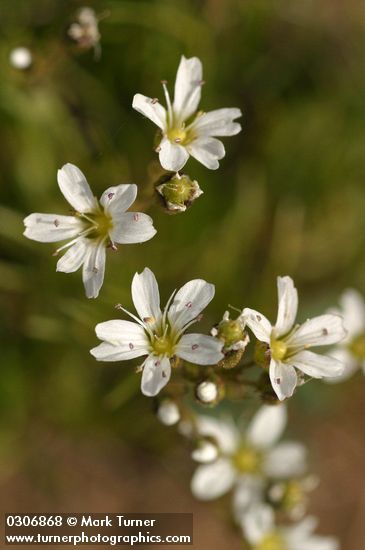 Arenaria capillaris