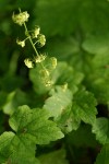 Leafy Mitrewort blossoms & foliage