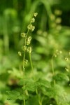 Leafy Mitrewort blossoms & foliage