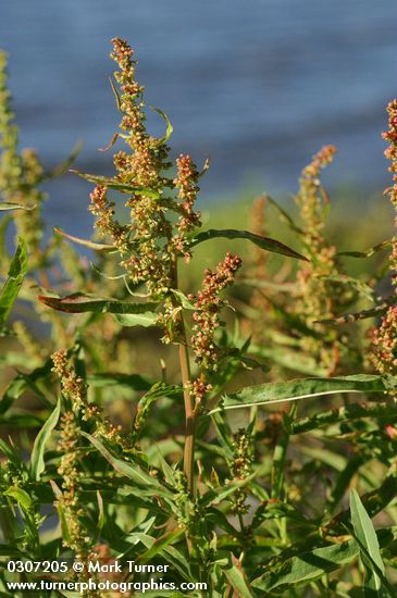 Rumex salicifolius