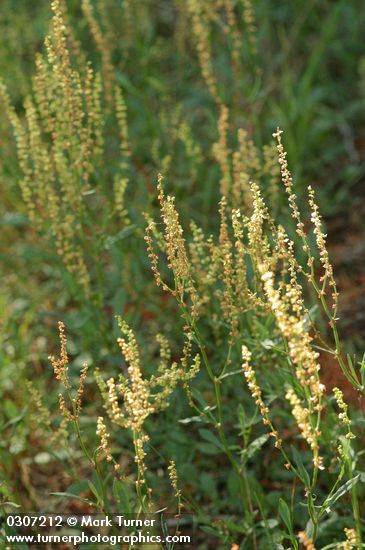 Rumex acetosella