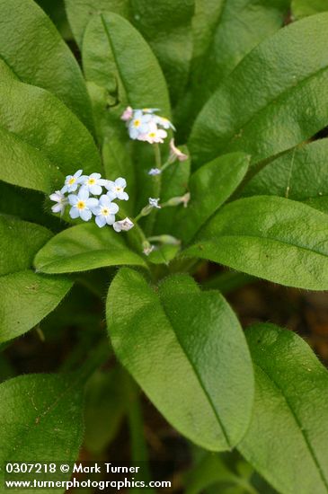 Myosotis scorpioides