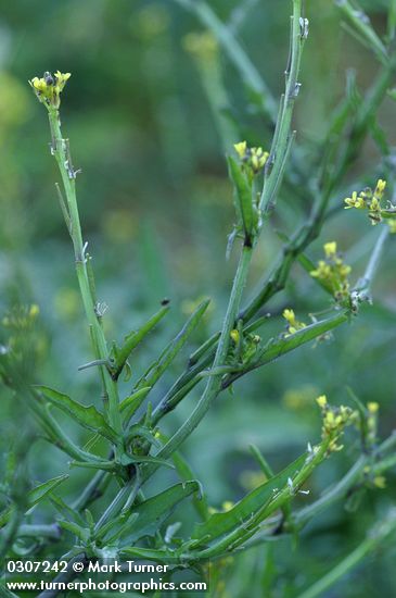 Sisymbrium officinale