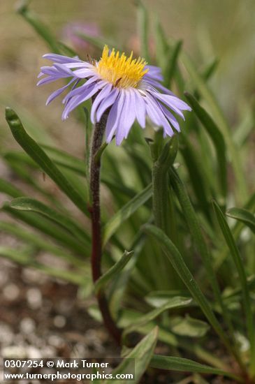 Oreostemma alpigenum var. alpigenum (Aster alpigenus)