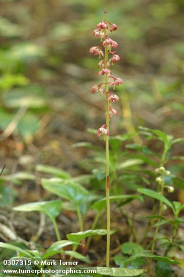 Pyrola asarifolia