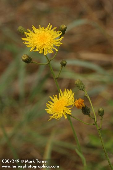 Sonchus arvensis