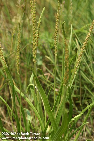 Plantago maritima var. juncoides