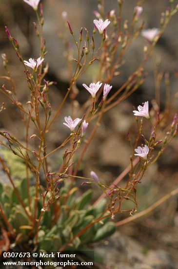 Lewisia columbiana var. wallowensis