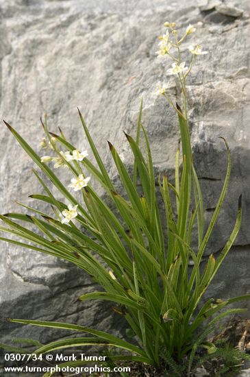 Zigadenus elegans